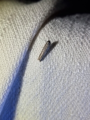 Cryptaspasma sordida
