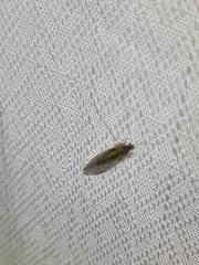 Cryptaspasma sordida