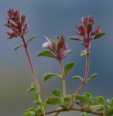 Thymus praecox polytrichus