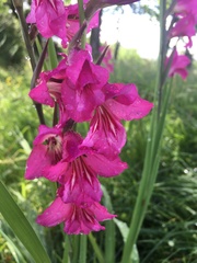 Gladiolus communis