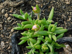 Trichodiadema occidentale