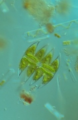 Micrasterias laticeps