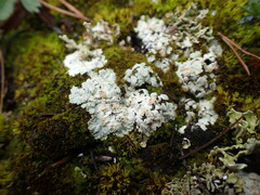 Squamarina lentigera