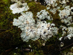 Squamarina lentigera