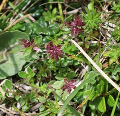 Thymus praecox polytrichus