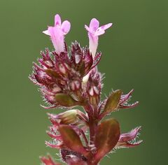 Thymus praecox polytrichus