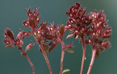 Thymus praecox polytrichus