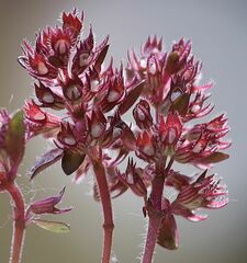 Thymus praecox polytrichus