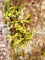 Cladomnion ericoides