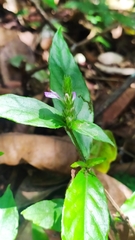 Dianthera cayennensis