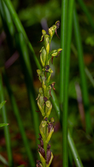 Habenaria hologlossa
