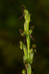 Habenaria hologlossa