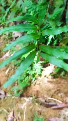 Lygodium volubile