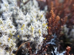 Racomitrium pruinosum
