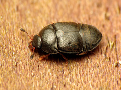 Colopterus niger