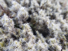 Racomitrium pruinosum