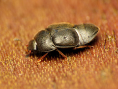 Colopterus niger