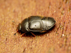 Colopterus niger