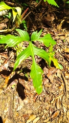 Philodendron pedatum