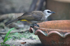 Pycnonotus goiavier jambu