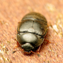Colopterus niger