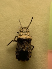 Eumenotes pacao