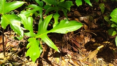 Philodendron pedatum