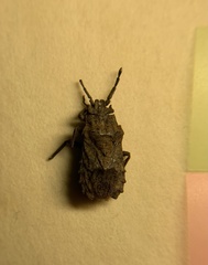 Eumenotes pacao