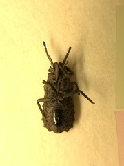 Eumenotes pacao
