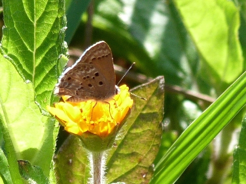 Disjunct Scrub-Hairstreak