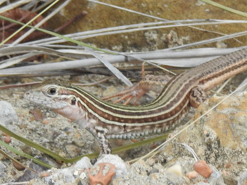 Common Spotted Whiptail