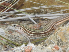 Common Spotted Whiptail photo 5