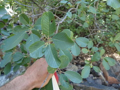 Frangula purshiana ultramafica