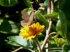 Hemiargus hanno