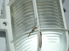 Neuroleon arenarius