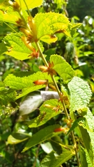 Helicteres pentandra