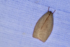 Euchaetis