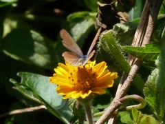 Hemiargus hanno