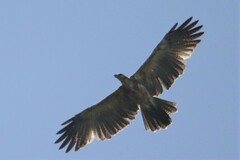 Aquila gurneyi