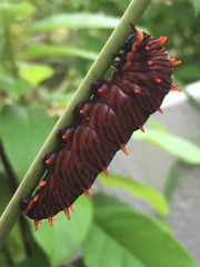 Battus polydamas lucayus