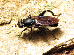 Chalcosyrphus chalybeus
