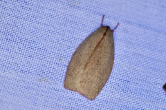 Euchaetis