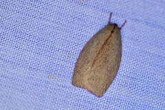 Euchaetis