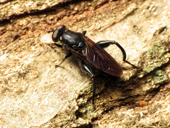 Chalcosyrphus chalybeus