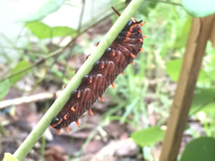 Battus polydamas lucayus
