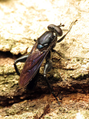 Chalcosyrphus chalybeus