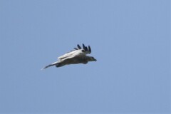 Aquila gurneyi