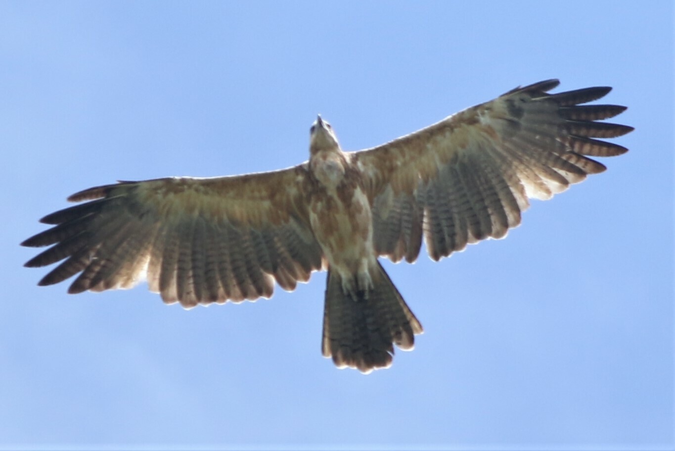Gurney's Eagle illustration