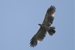 Aquila gurneyi