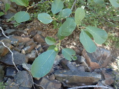 Frangula purshiana ultramafica